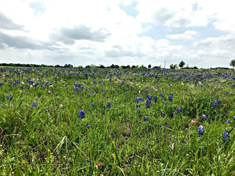 The Wild Texas Bluebonnets were in full bloom in the fields and farms. A few more Round Top Shopping Trip Tips and some photos from the Junk Gypsy Headquarters. A shopping trip to Round Top and Waco would make a perfect weekend, guys! #AbbottsAtHome #RoundTopTexas #JunkGypsy #GirlsWeekend