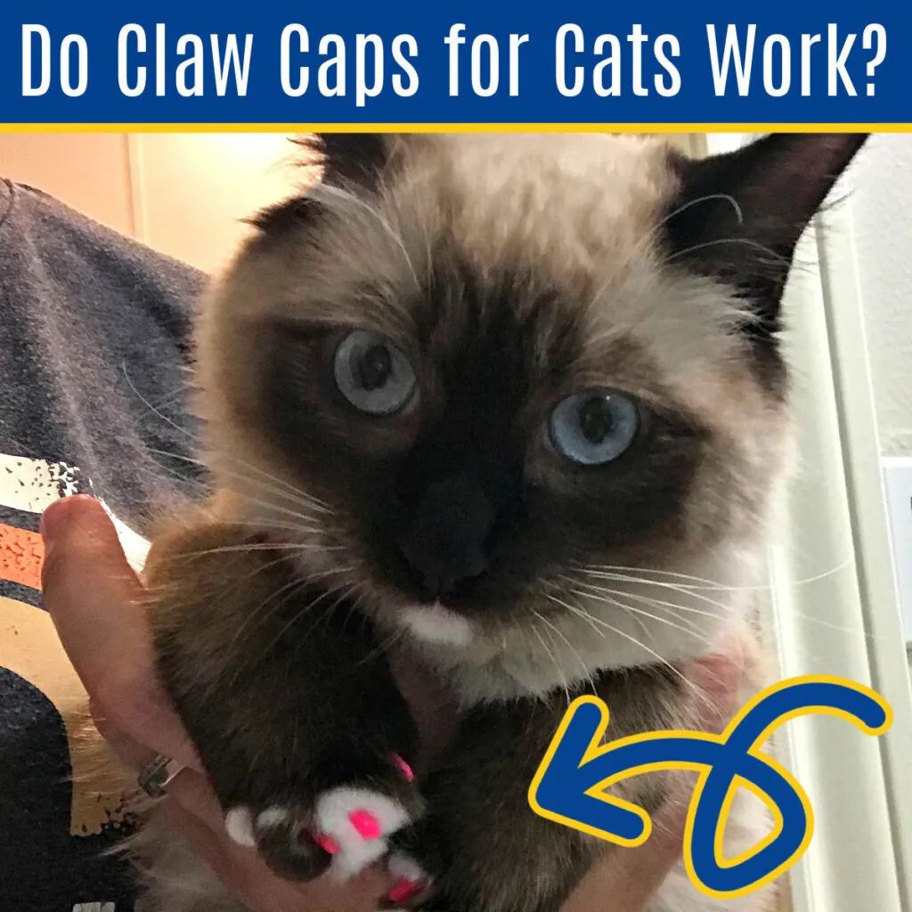 https://www.abbottsathome.com/wp-content/uploads/2021/07/Do-Claw-Caps-for-Cats-Work-1-1024x1024.jpg.webp