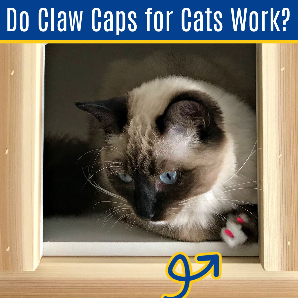 https://www.abbottsathome.com/wp-content/uploads/2021/07/Do-Claw-Caps-for-Cats-Work-2.jpg