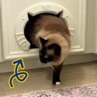 Here's 6 GREAT ways to Hide a Kitty Litter Box in a Cabinet. Four are minor changes safe for rental properties. The last 2 are perfect for cat lovers that want a bigger change!! Actually, they're all perfect for cat lovers. :) How to Hide A Kitty Litter Box in a Cabinet